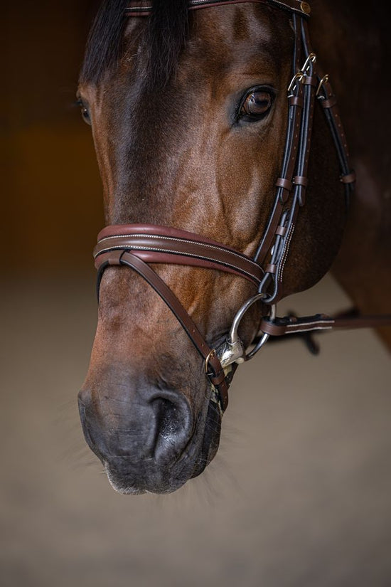 Padded anatomical bridle in brown and tan