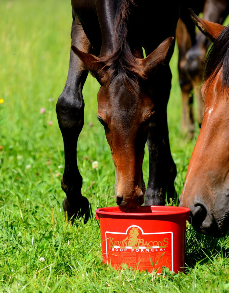supplement for better hooves