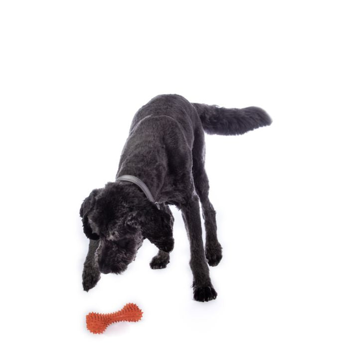 Dental care dog toy