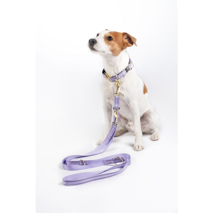 Hkm dog collection