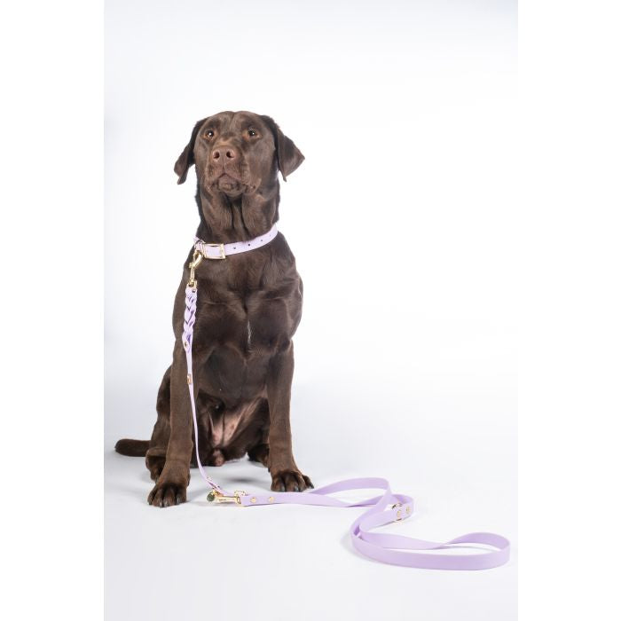 Rip proof dog leash