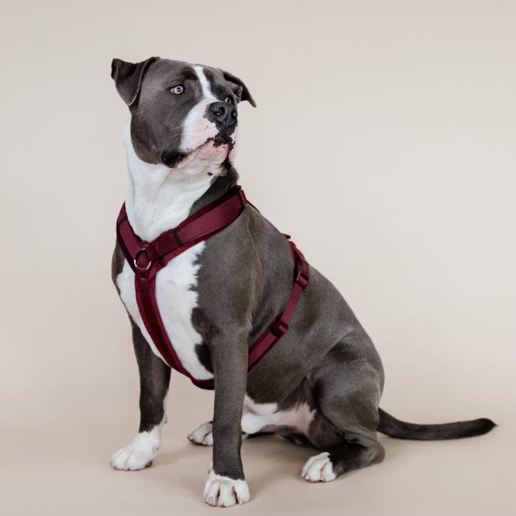 Kentucky Dogwear
Dog Harness Active Velvet