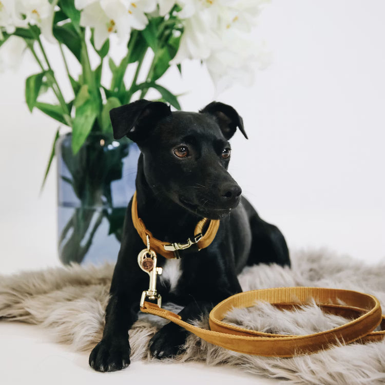 Kentucky Dogwear
Dog Leash Velvet 120 cm