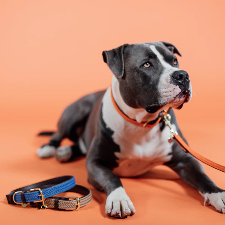 Kentucky Dogwear
Plaited Nylon Dog Leash 200 cm