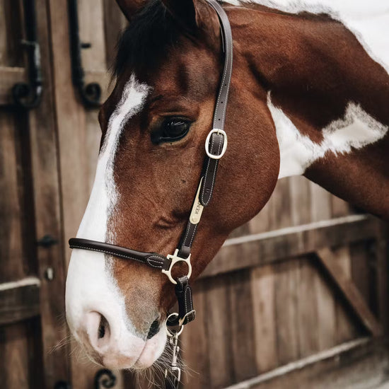 Leater Halter for horses
