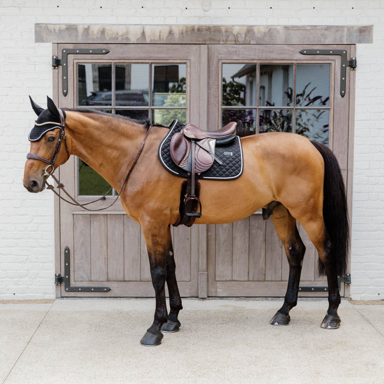 Black matching set for horses