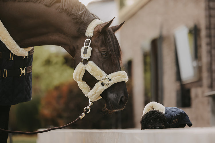 Sheepskin halter for horses
