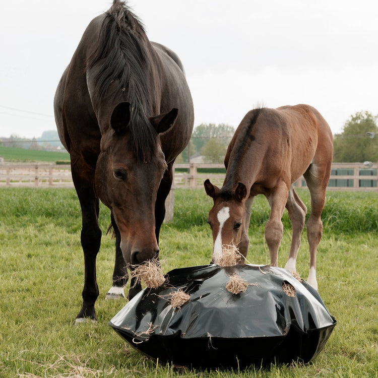 Mare and foal eating hay from a slow feeder