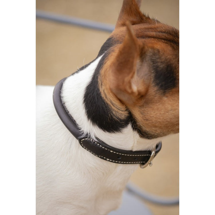 Classic leather collar for dogs with a timeless design for daily wear.