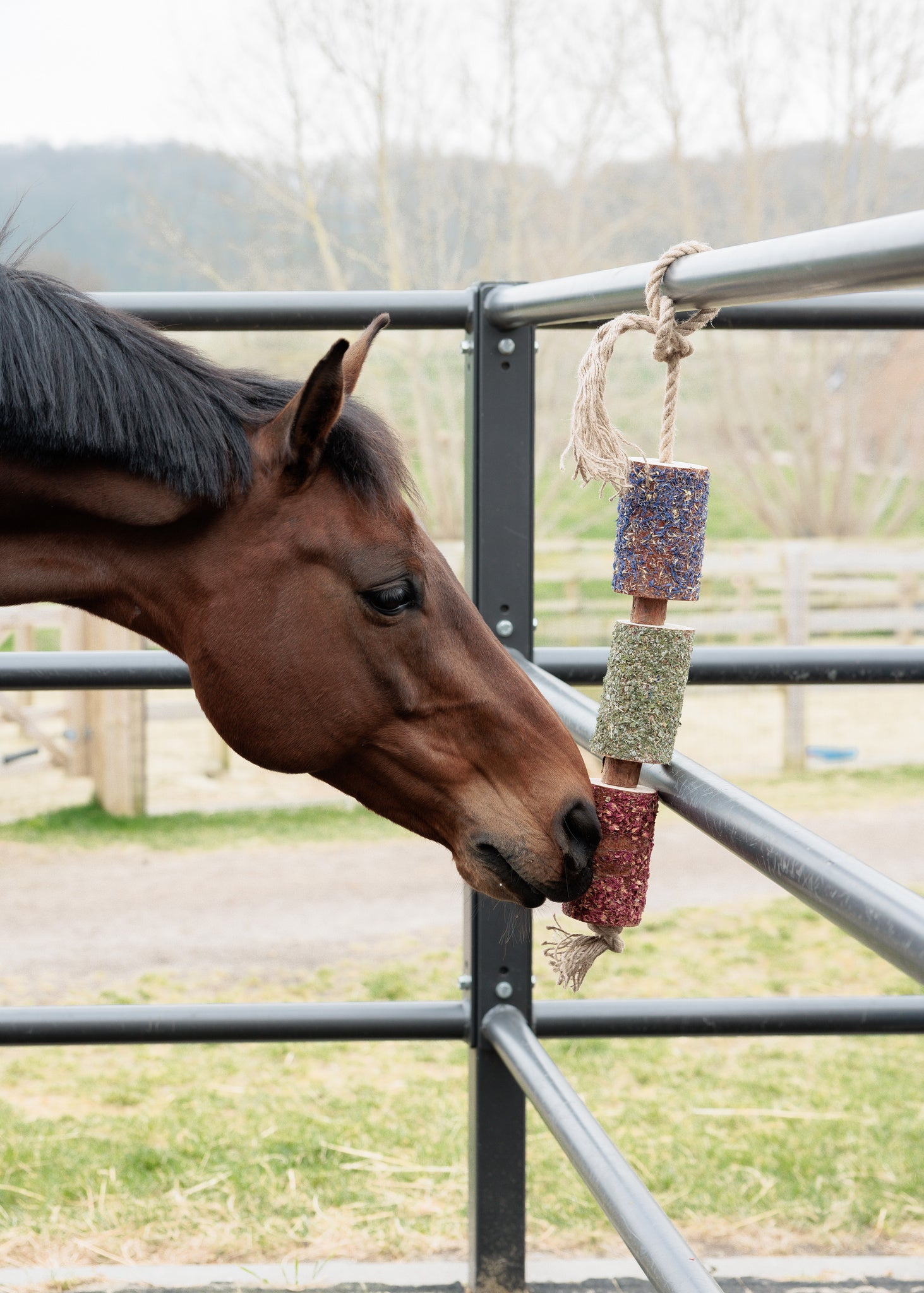 horse play