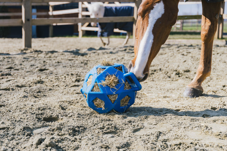 prevent boredom for horses