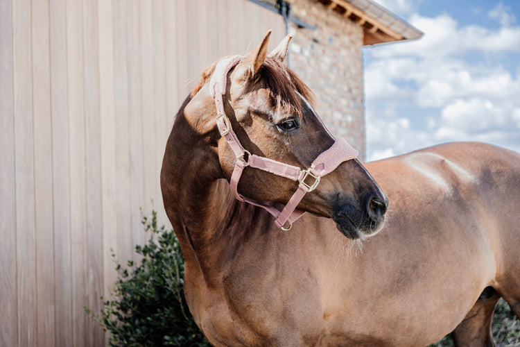 new Kentucky halter