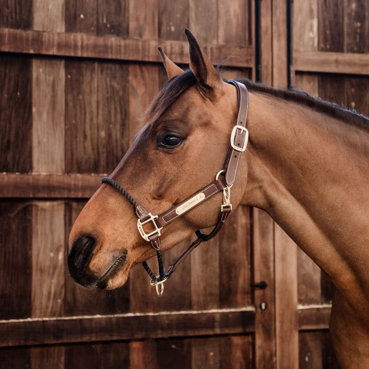 Premium horse halter combining vegan leather, rope noseband and gold hardware.