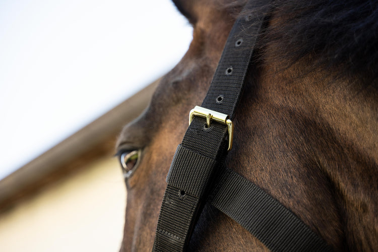 Kentucky professional heavy-duty horse halter with robust construction
