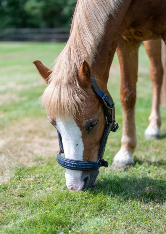Kingsland KLNeville anatomical horse halter with soft padding