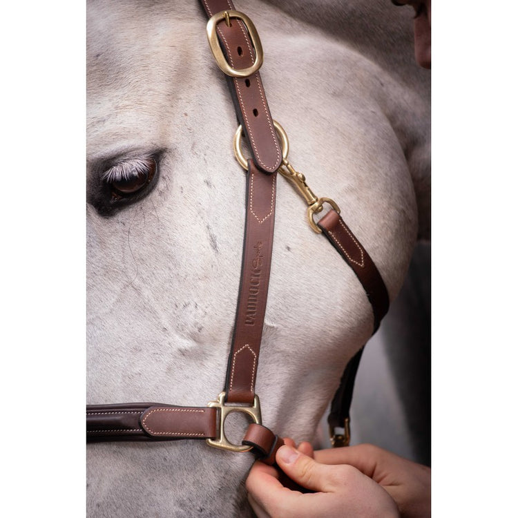 Paddock Comfortable leather halter for everyday riding use