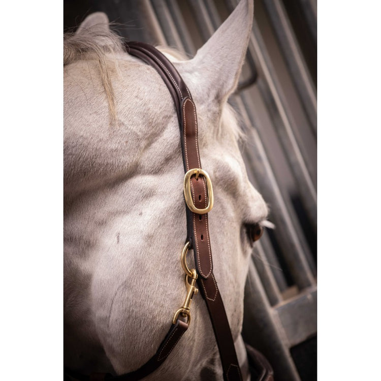 Paddock horse halter with reinforced headpiece