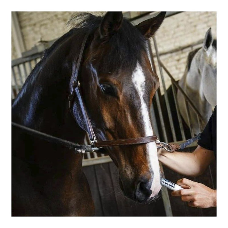 Instant Magic horse supplement