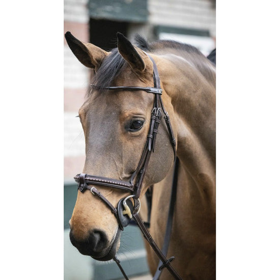 Point Sellier Bridle