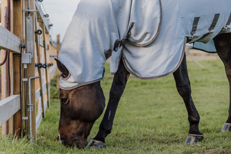 Best sweet itch rug for horses