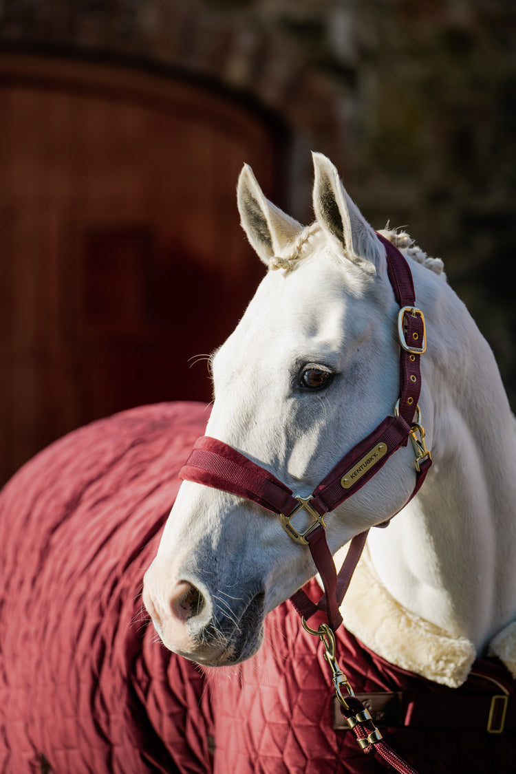 Kentucky Velvet head collar 