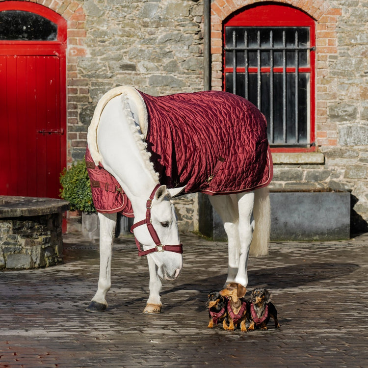 Kentucky horse and dog matching set