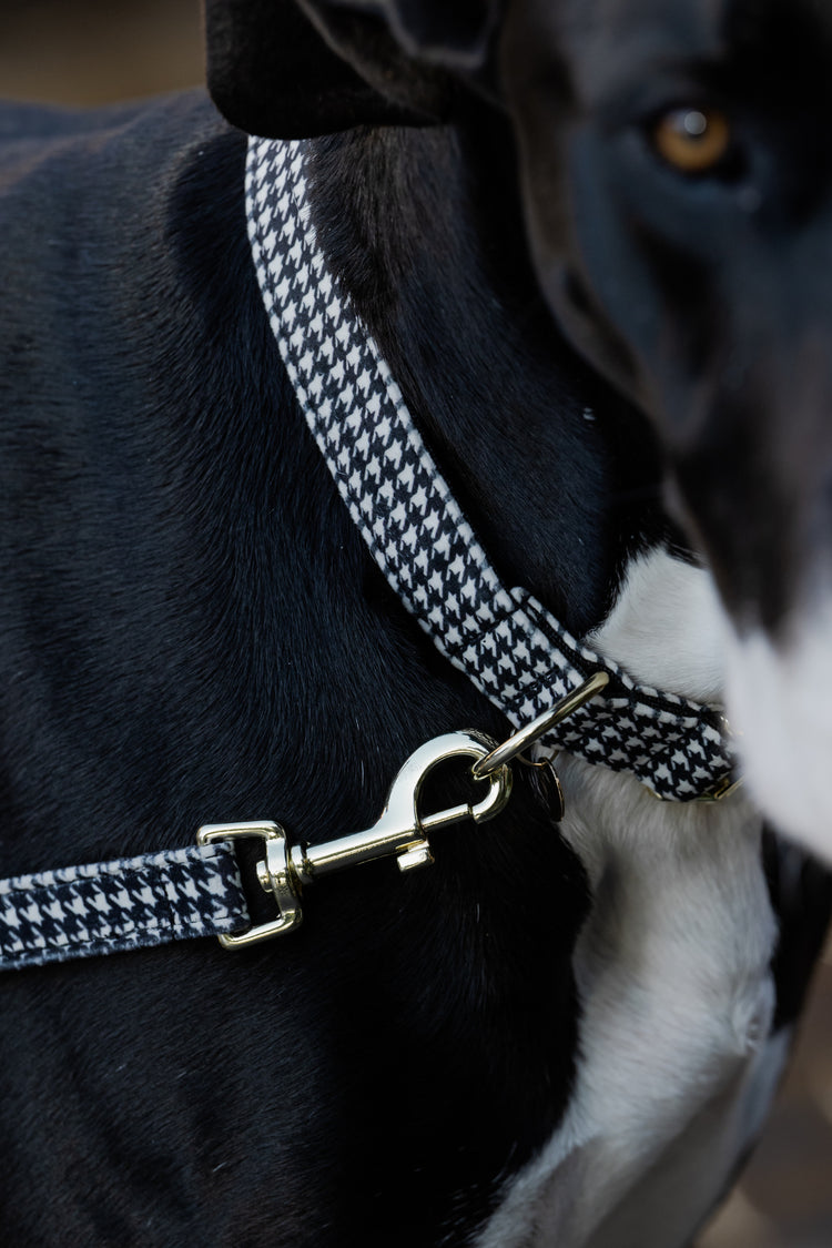 kentucky equestrian dog products