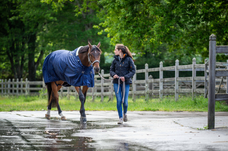Lightweight stable rug for horses