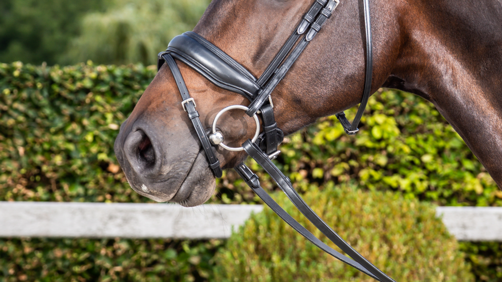 Large Carnk Noseband from Dy&