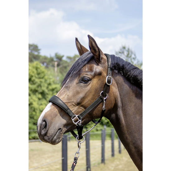 Padded Leather Head Collar