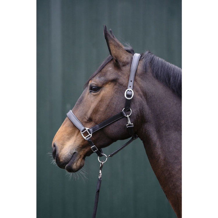 Black Leather Halter with silver fitting