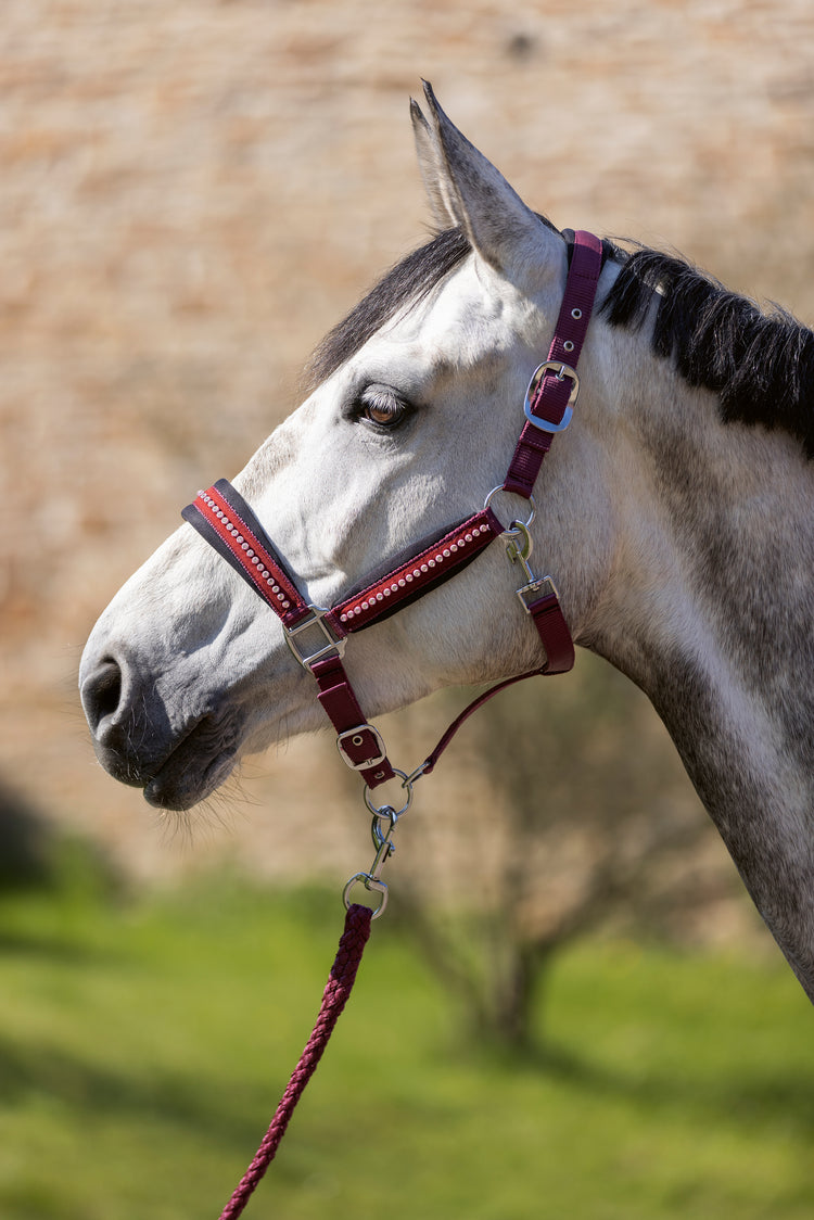 Berry Head Collar