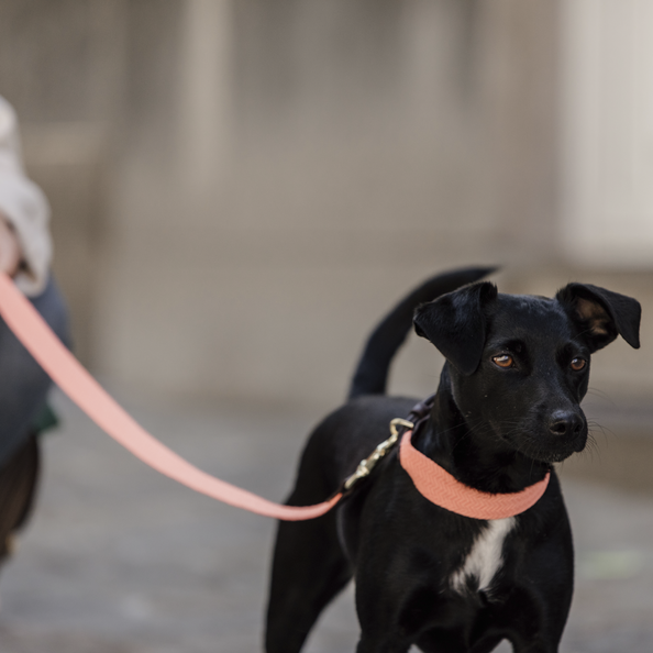 Cute dog collar in neon orange