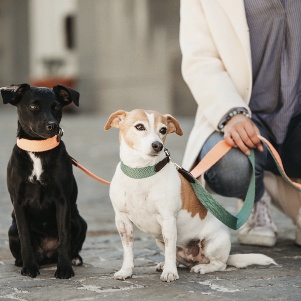 Dog Collar Jacquard
