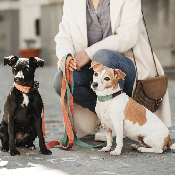 Olive green and neon orange dog collar with gold-plated buckle
