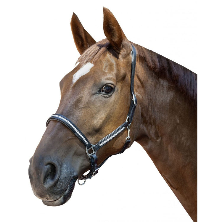 black leather head collar
