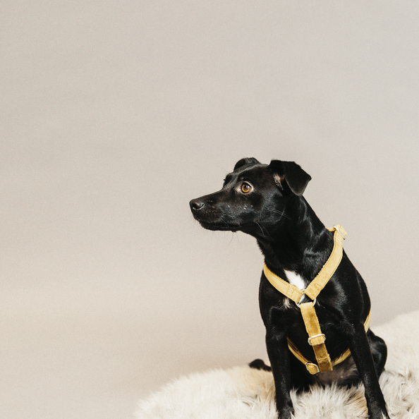Mustard yellow dog harness