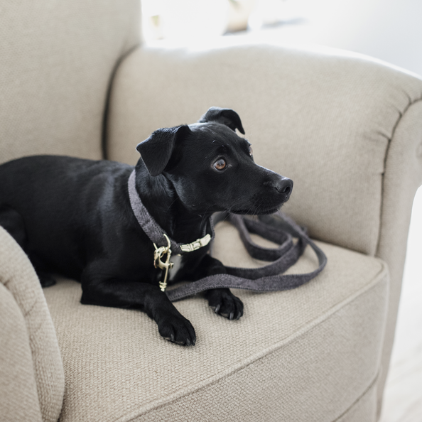 dark grey fake wool dog collar