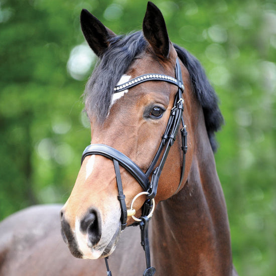 Anatomic Bridle