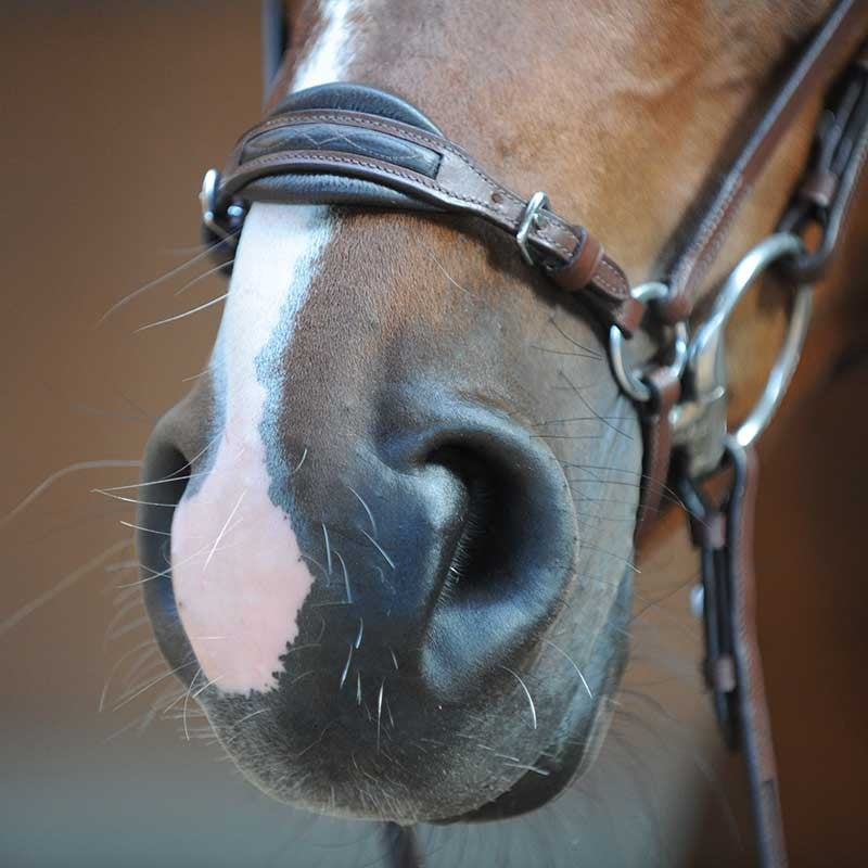 Adjustable Drop Noseband