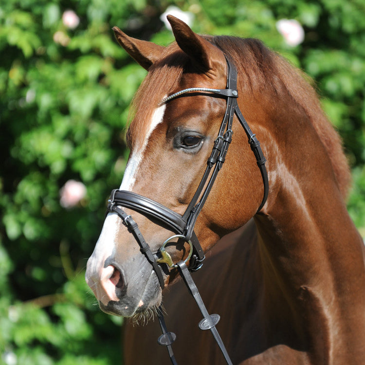 english noseband with flash bridle