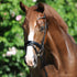 soft headpiece and noseband bridle