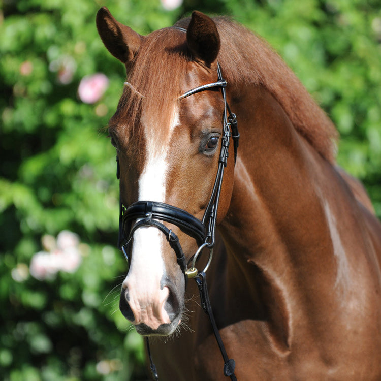 soft headpiece and noseband bridle