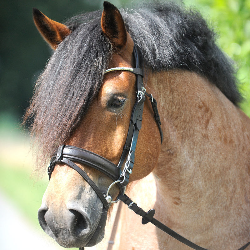 anatomical headpiece bridle