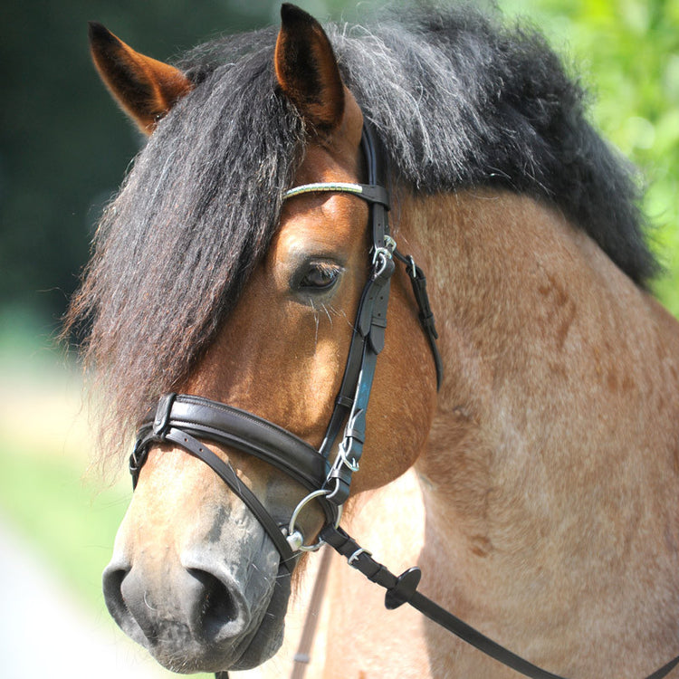 anatomical headpiece bridle