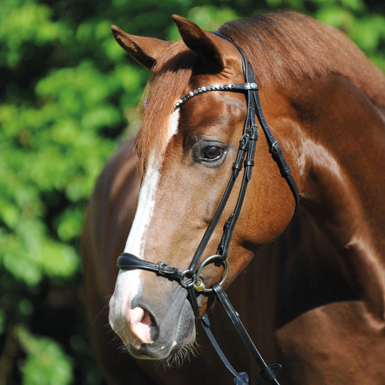 Adjustable Drop Noseband Bridle
