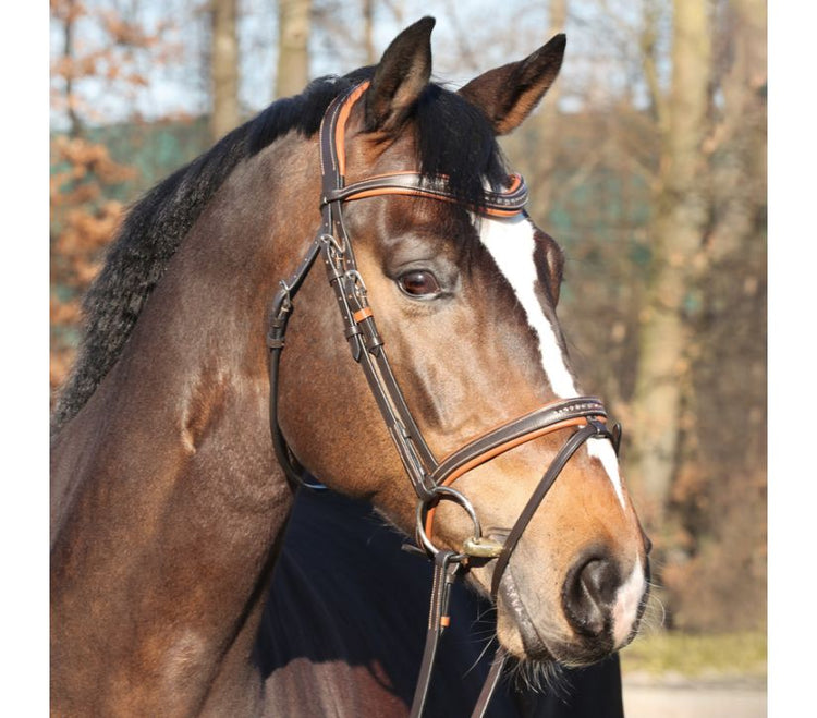 Fancy brown bridle for horses