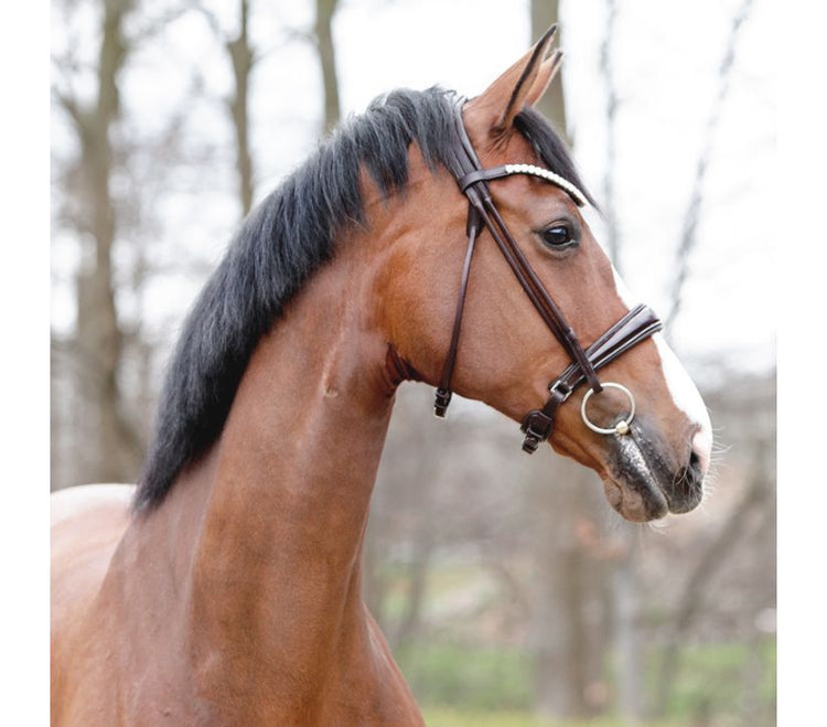 Brown Bridle