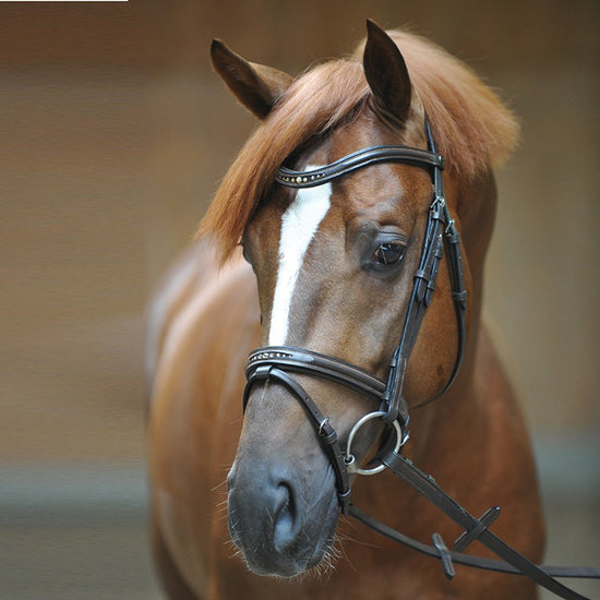 Kavalkade Bridle