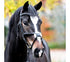 Kavalkade Bridle Proline-Diego